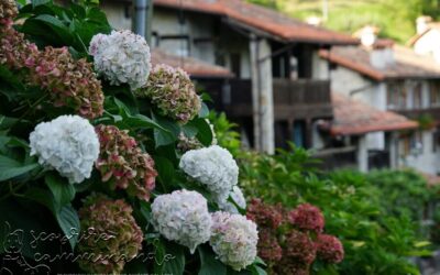 Ortensie e fantasmi